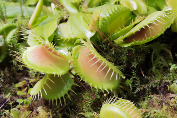 The carnivorous Venus fly trap will eat anything that enters its "jaws."