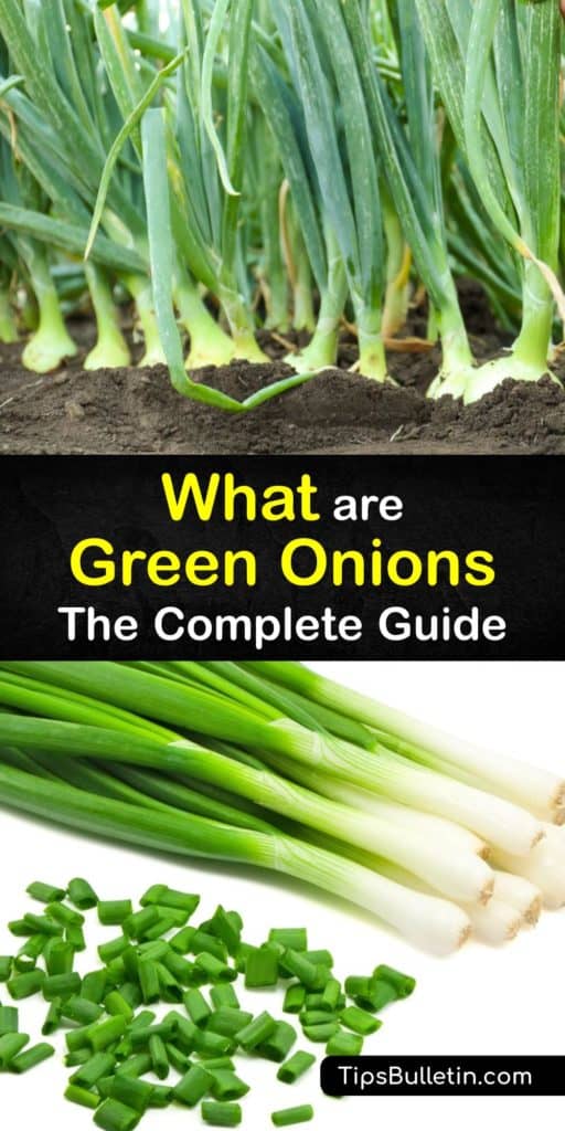 Explore green onions, a member of the Allium family with leeks and garlic, whose green parts are used as a garnish in Asian cooking, or a chive substitute. Cook with the green leaves, regrow food from the white part, and prolong this veggie's life in the crisper drawer. #green #onions