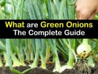 What are Green Onions titleimg1