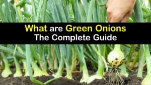 What are Green Onions titleimg1