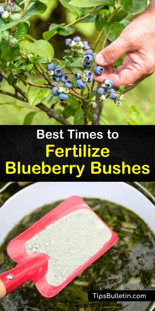 Fertilization and maintaining an acidic soil pH is critical for blueberry bushes and other acid loving plants like azaleas. Loamy soil rich in organic matter with a layer of mulch, plus an ammonium sulfate or urea fertilizer helps blueberry bushes thrive. #when #fertilize #blueberries