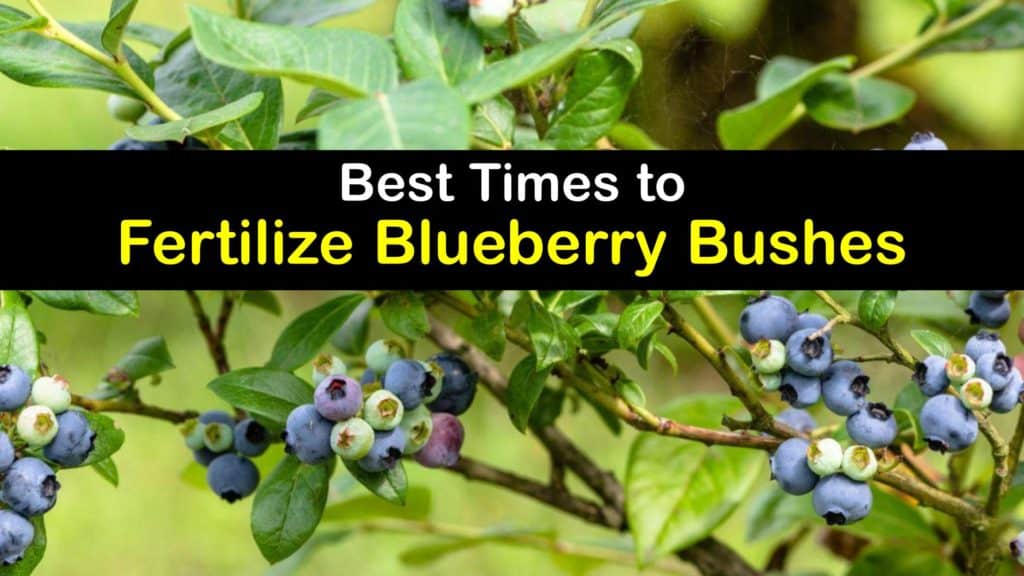 When to Fertilize Blueberries titleimg1
