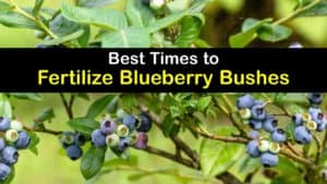 When to Fertilize Blueberries titleimg1