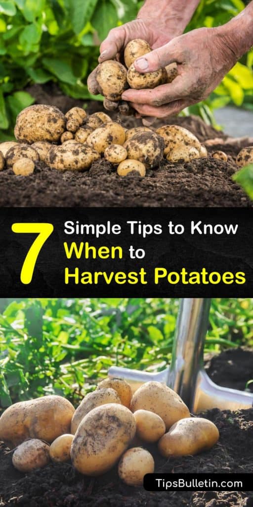 Discover when to harvest potatoes for a huge yield of mature potatoes. Learn how to plant potatoes by sprouting your favorite potato varieties, hilling them with a garden fork to avoid green potatoes, and how to best store your spuds in a cool dark place. #when #harvest #potatoes