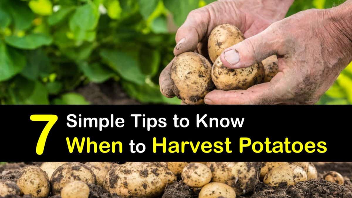 Potato harvesting when to pick potatoes
