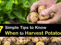 When to Harvest Potatoes titleimg1