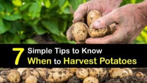 When to Harvest Potatoes titleimg1
