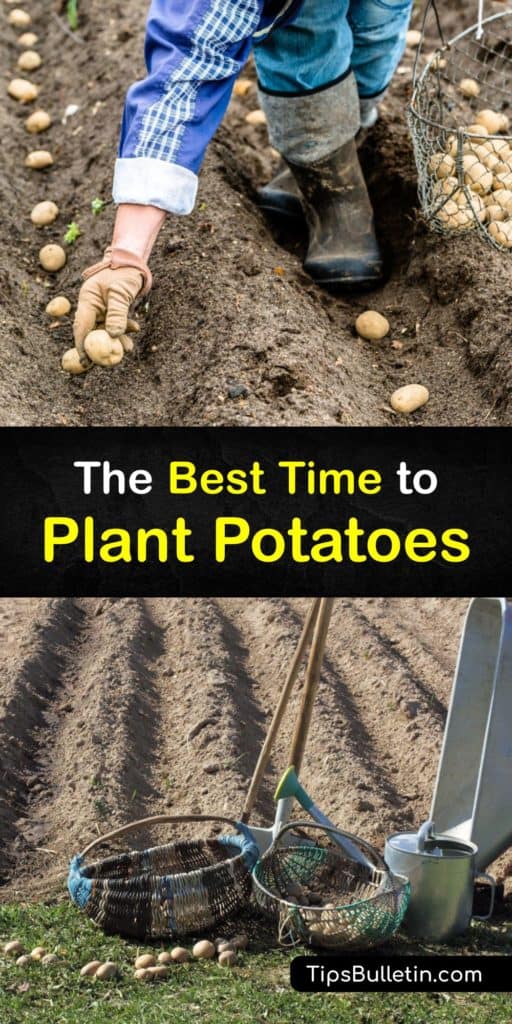 Plant potatoes in traditional or raised beds with grocery store seed potatoes. All potatoes, including Russet, prefer cool weather. Practice hilling by adding a few inches of soil as plants grow, and avoid Colorado potato beetles to enjoy delicious new potatoes any time. #when #plant #potatoes