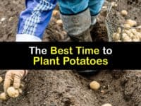 When to Plant Potatoes titleimg1