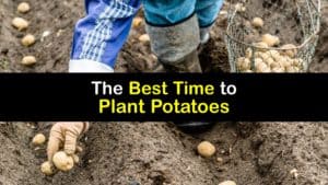 When to Plant Potatoes titleimg1