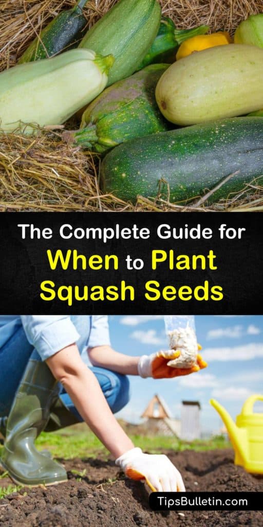 Become the master of the squash growing season by finding the perfect time to start sowing squash seeds. Follow our guide to determine if acorn, butter, or crookneck squash is best for you and whether you should grow bush or vining-type squash. #gardening #squash #planting #when