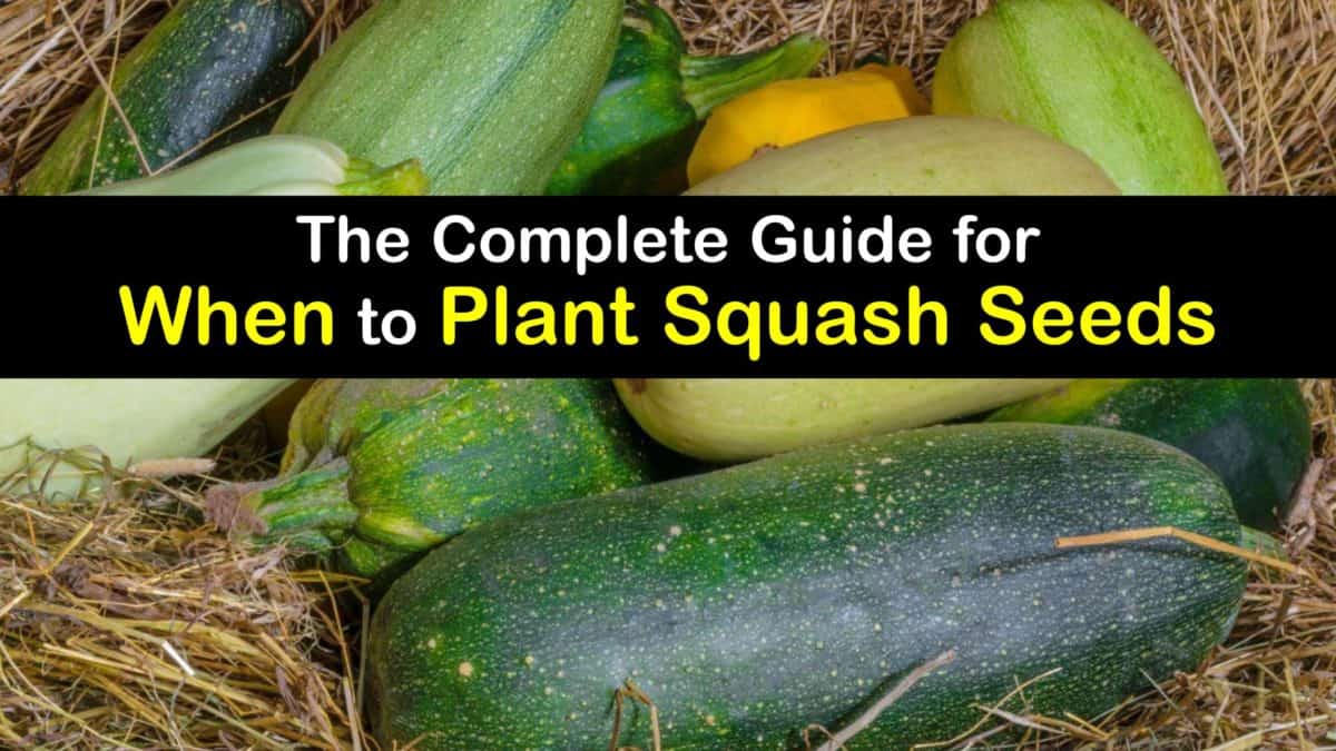 Growing Squash When to Plant Squash