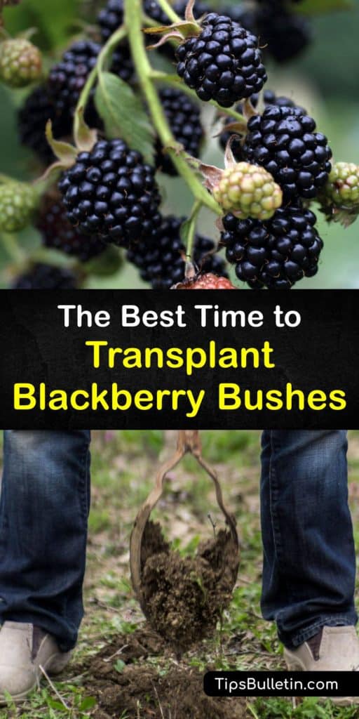 Learn when to transplant blackberry bushes, including cultivars like the Arapaho, or a thornless type, for success. Discover care tips like using a trellis, supporting first year primocanes before fruiting, and pruning after the biennial canes die back. #when #transplant #blackberry #bushes