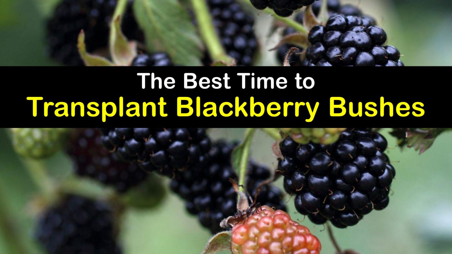 Moving Blackberry Bushes Ideal Blackberry Transplanting Time