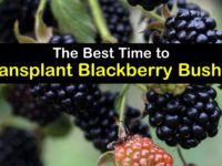 When to Transplant Blackberry Bushes titleimg1