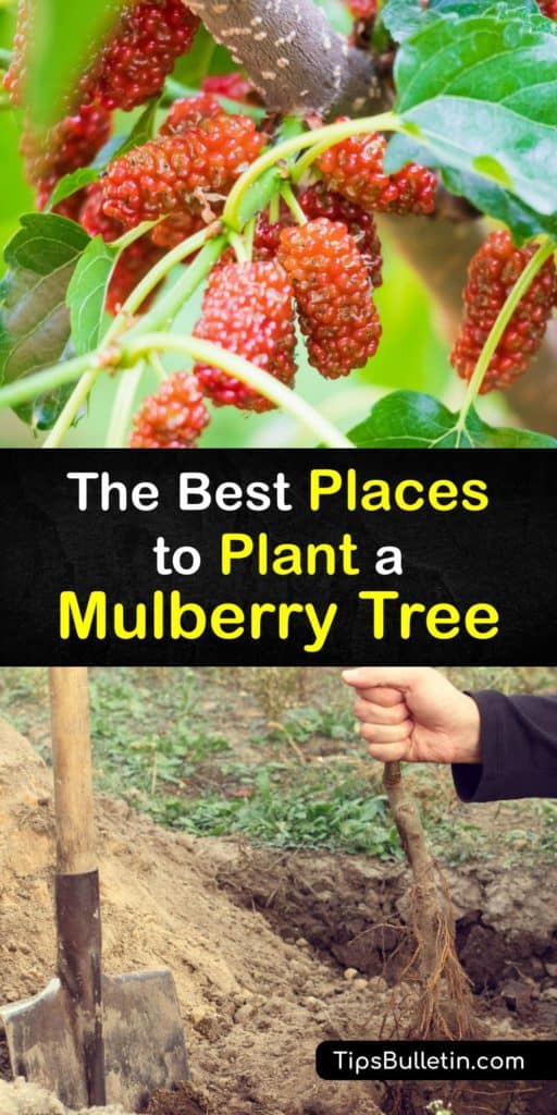 Discover where and how to grow a mulberry tree near your home and enjoy sweet-tart fruit at the end of the growing season. The black, white, and red mulberry tree are the three types of this fruit tree, and they are fast growers, drawing various wildlife to the area. #where #plant #mulberry #tree