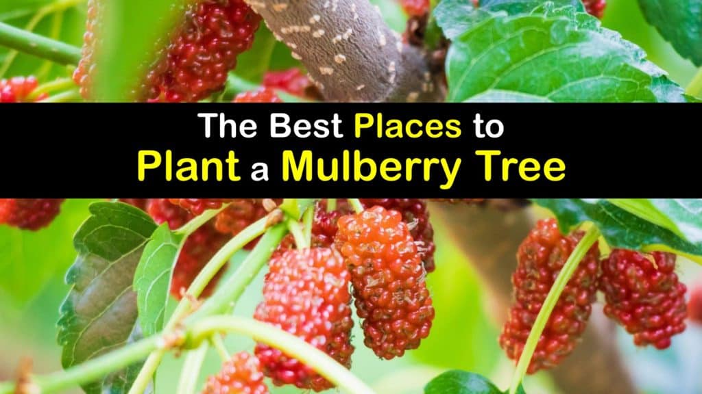 Where to Plant a Mulberry Tree titleimg1