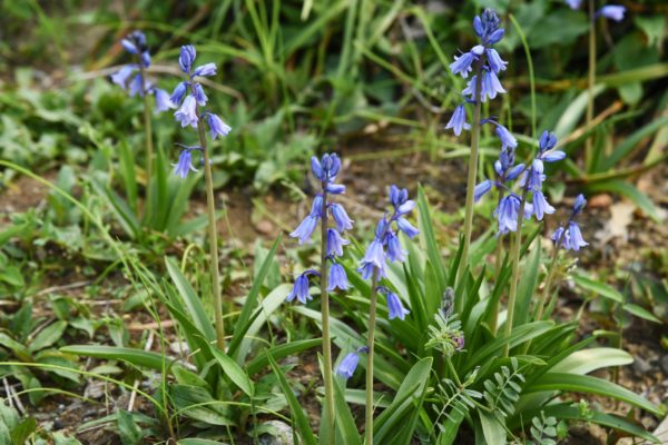 The wood hyacinth has attractive flowers.