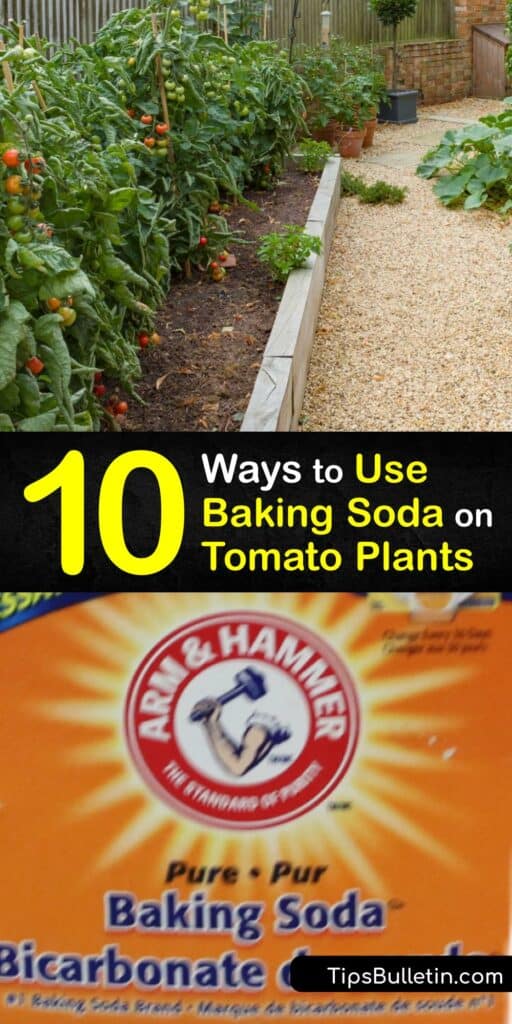 Discover how to use baking soda or sodium bicarbonate for your homegrown tomato plant. Sprinkle baking soda into the tomato plant soil to make it less acidic or make a baking soda spray to treat plants for tomato blight. #baking #soda #tomatoes #plants