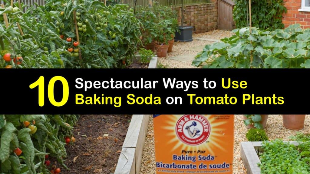 Baking Soda for Tomatoes titleimg1