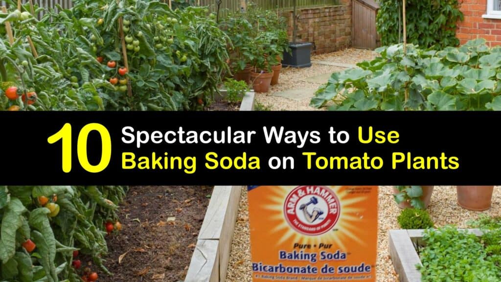 baking soda for tomato blight baking soda for tomato blight