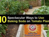 Baking Soda for Tomatoes titleimg1