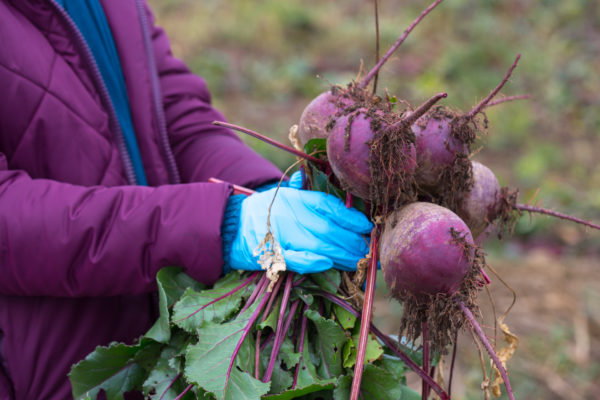 Plant beets in September for a late fall harvest.
