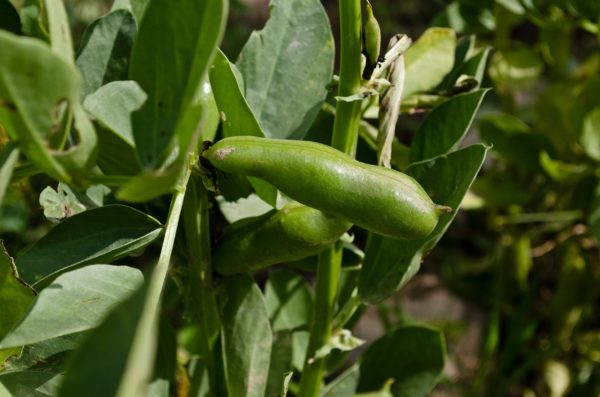 Broad beans overwinter when planted in September.