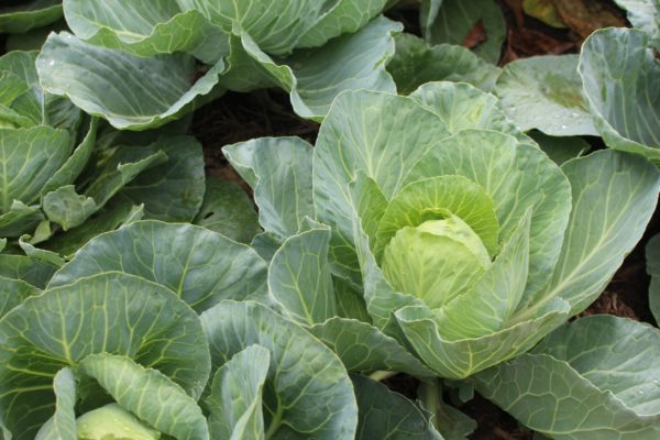 Winter cabbage is a vegetable that enjoys cold weather.