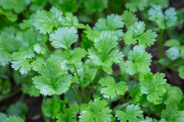 Cilantro is remarkably cold-hardy.