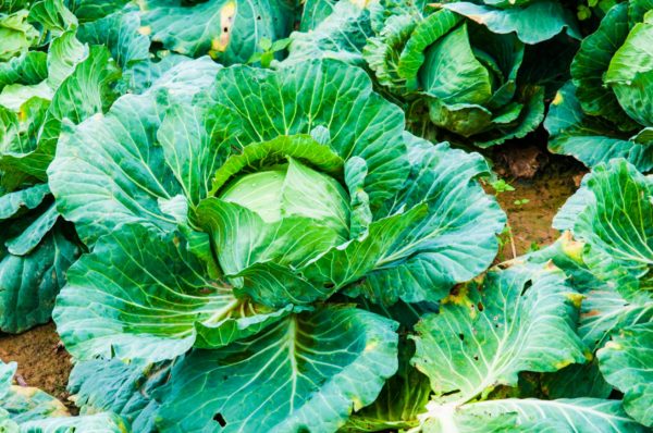 Collard greens are a great vegetable to plant in August.