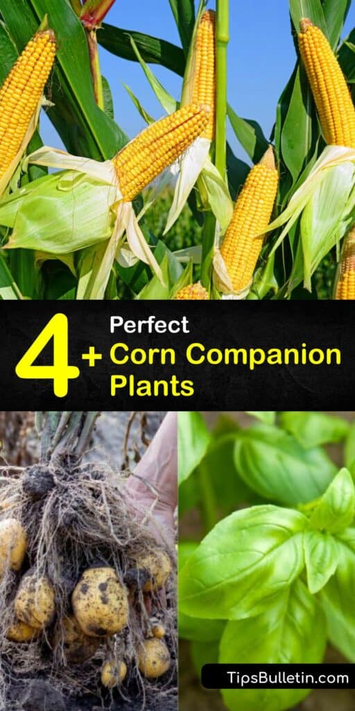 Learn about different corn companion plants and how they benefit the corn plant. Planting corn takes time and effort, and growing pole beans, basil, sunflowers, and other companion plants with your crop makes the job easier. #companion #plants #corn