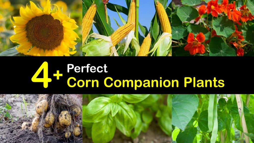 Companion Plants for Corn titleimg1