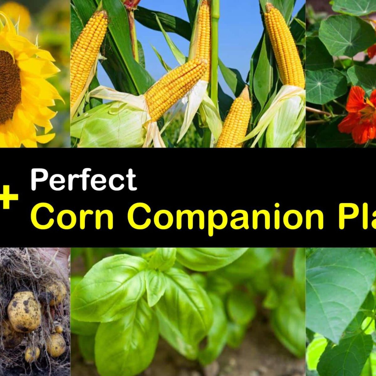 Image of Corn companion plant for beets