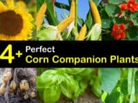Companion Plants for Corn titleimg1