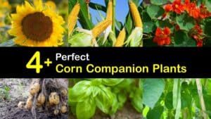 Companion Plants for Corn titleimg1