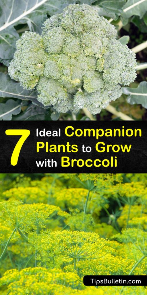 Discover how to grow broccoli with companion plants to promote a healthy and productive garden. Marigolds and chamomile are great choices for planting with broccoli plants, while pole beans, kohlrabi, and Brussels sprouts are not good companions. #companion #planting #broccoli