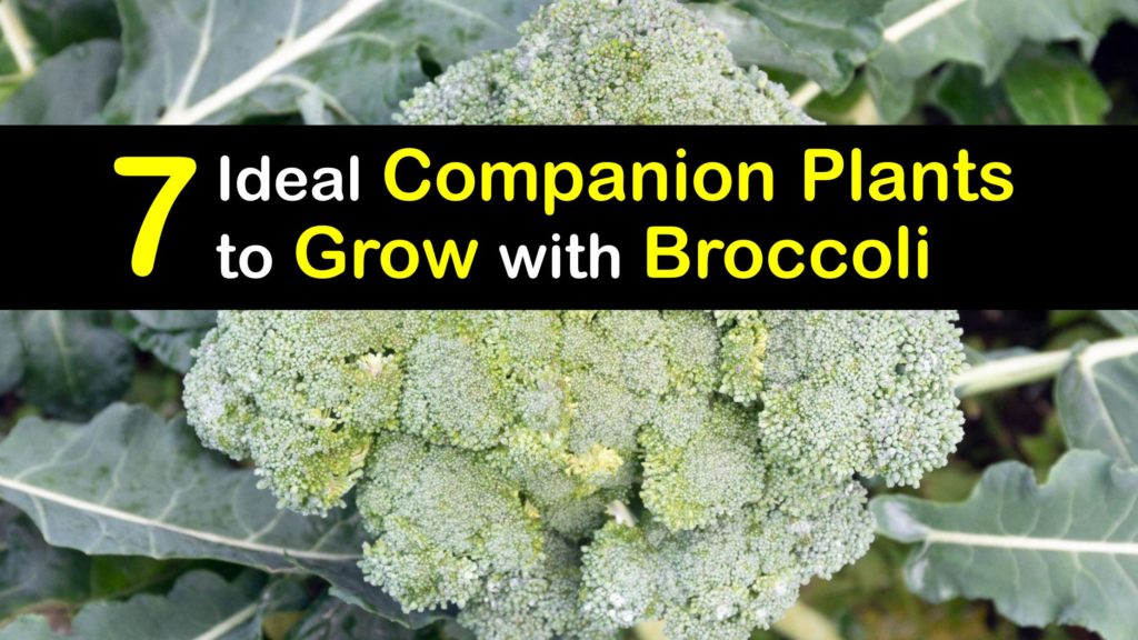 Companion Planting Broccoli titleimg1