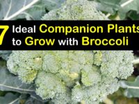Companion Planting Broccoli titleimg1