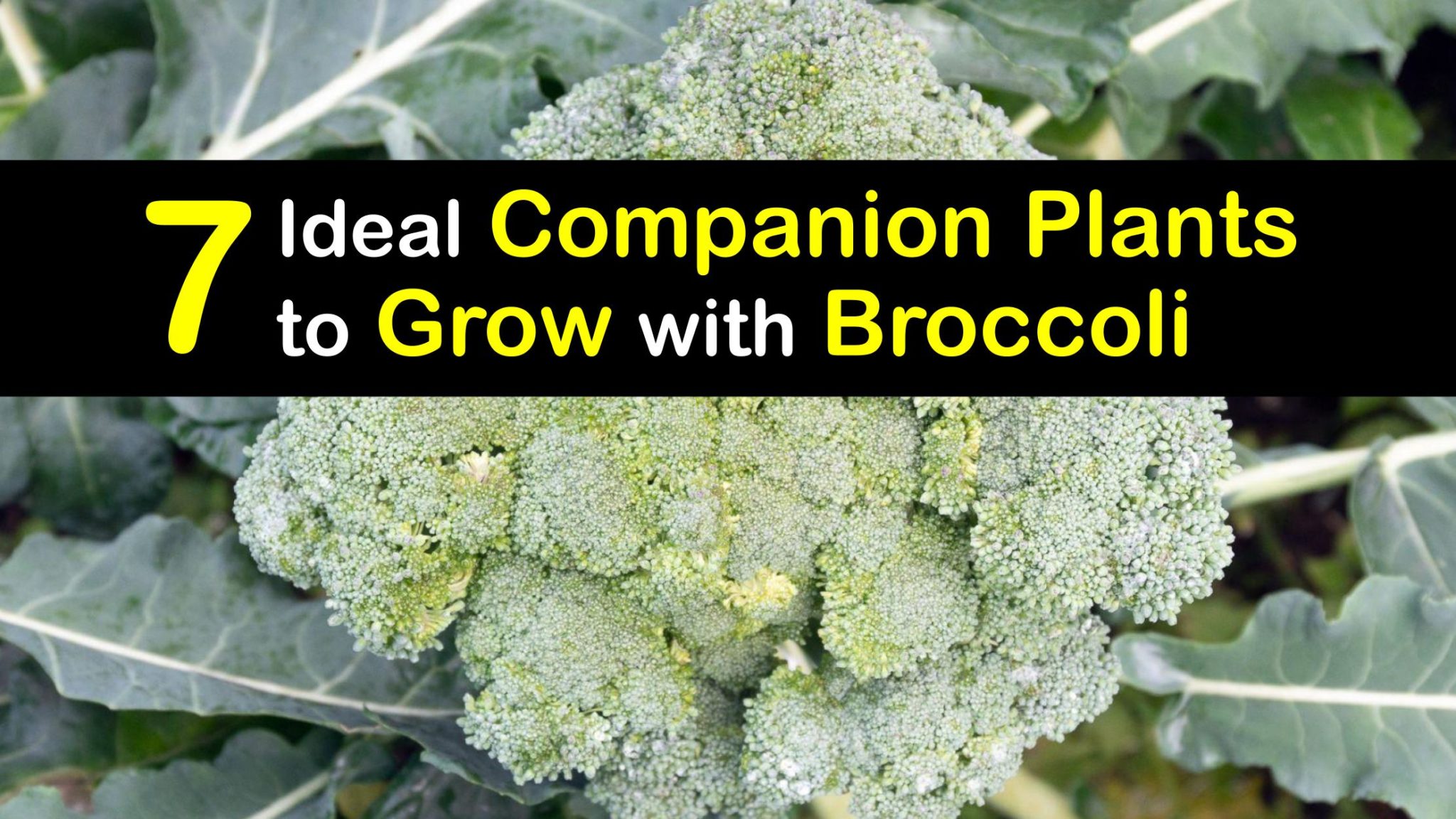 Broccoli Plant Companions Best Plants to Grow with Broccoli