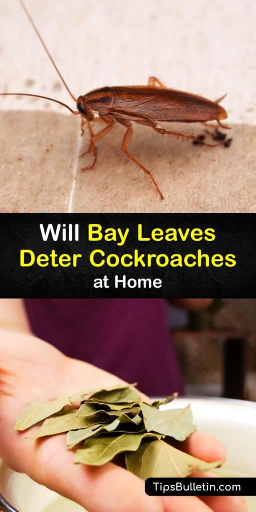 If you need a roach repellent that’s cheaper than baking soda or boric acid, fresh bay leaves are an effective natural cockroach repellent. Repel cockroach pests with bay leaves, or combine bay leaves and essential oil to quickly repel roaches. #bay #leaves #repel #roaches