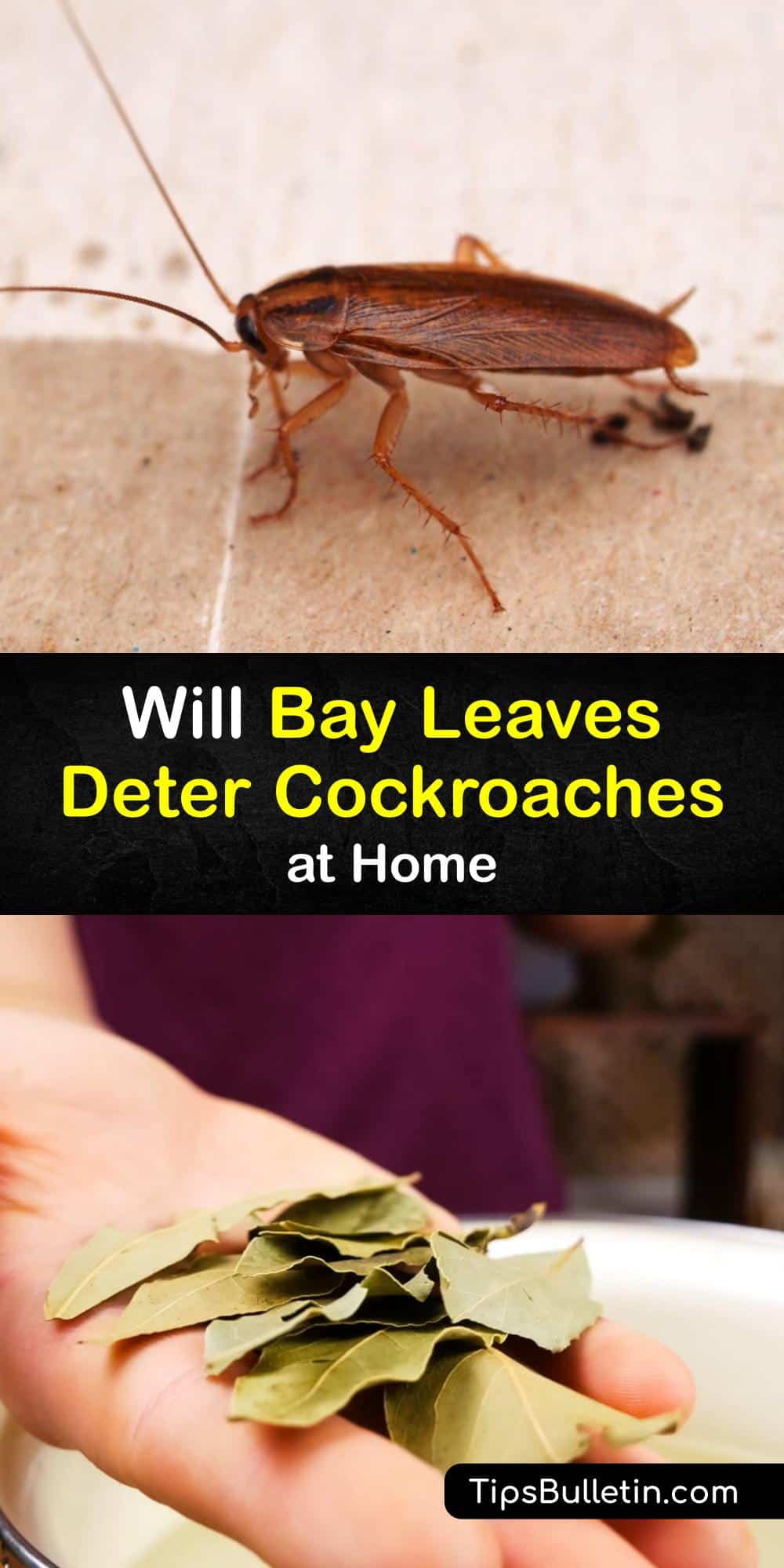 Repel Roaches with Bay Leaves Natural Cockroach Repellents