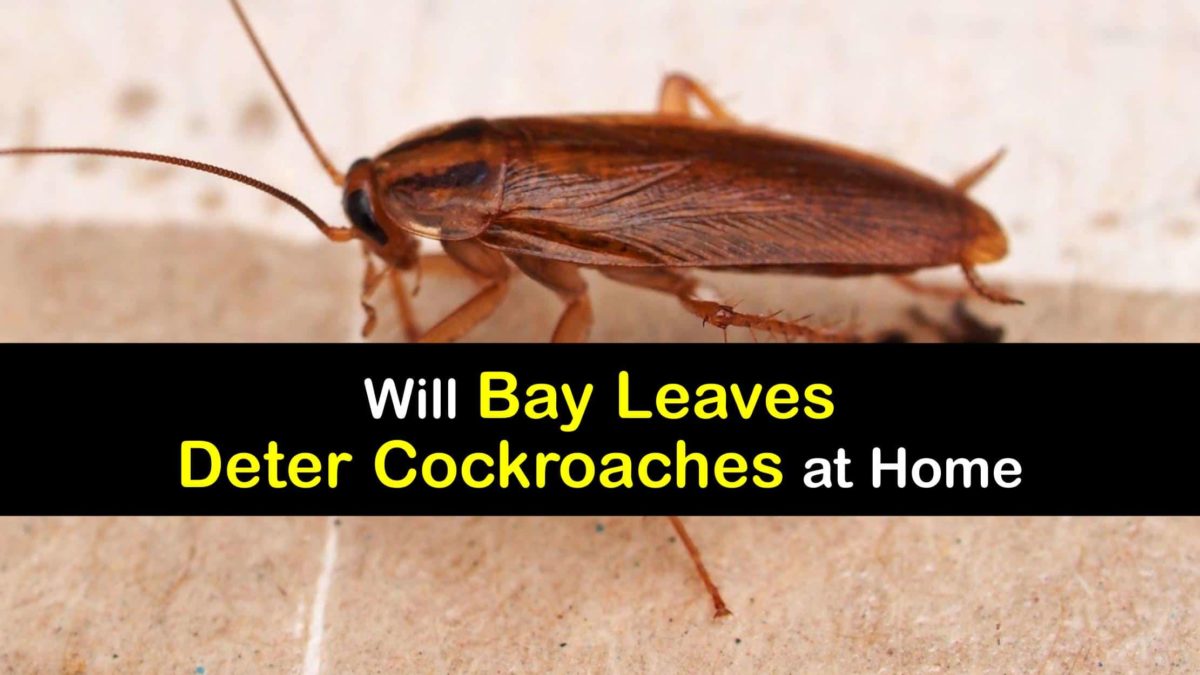 Repel Roaches with Bay Leaves Natural Cockroach Repellents