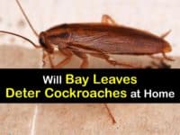 Do Bay Leaves Repel Roaches titleimg1