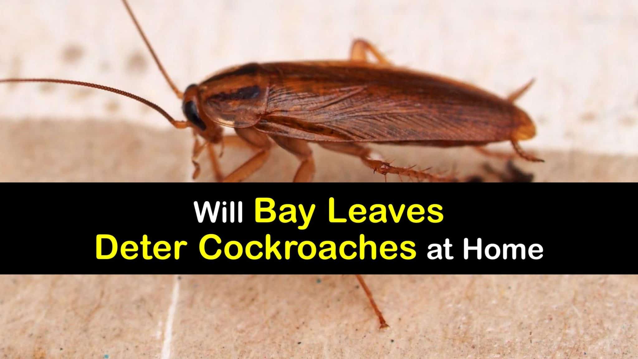 Repel Roaches with Bay Leaves Natural Cockroach Repellents