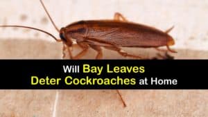 Do Bay Leaves Repel Roaches titleimg1