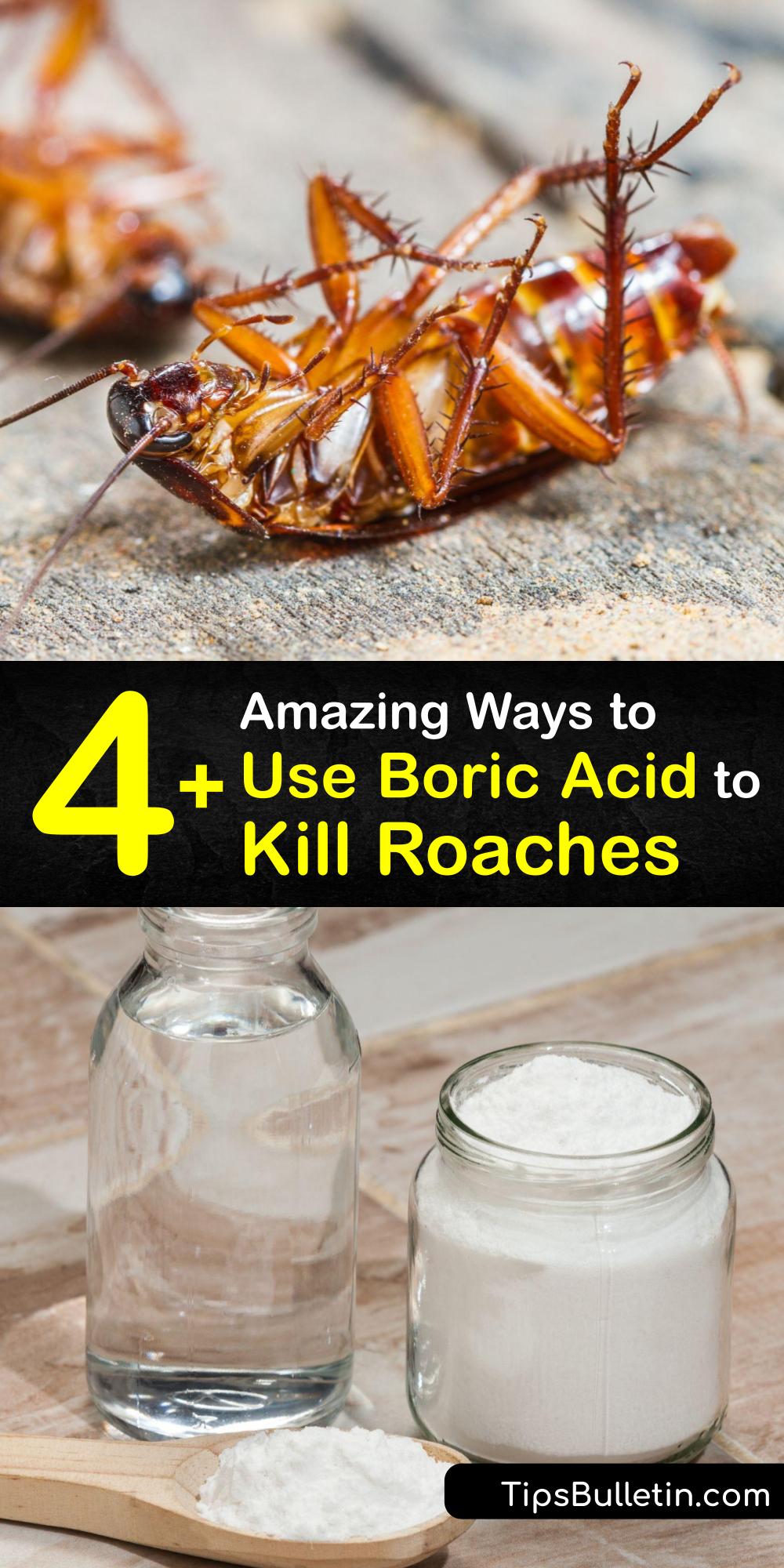Boric Acid for Roaches Killing Cockroaches with Boric Acid