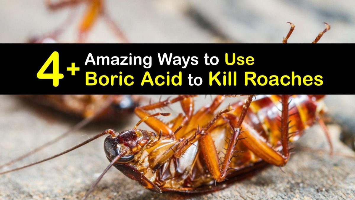 Boric Acid for Roaches - Killing Cockroaches with Boric Acid