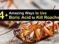 Does Boric Acid Kill Roaches titleimg1