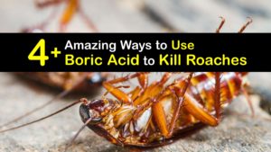 Does Boric Acid Kill Roaches titleimg1